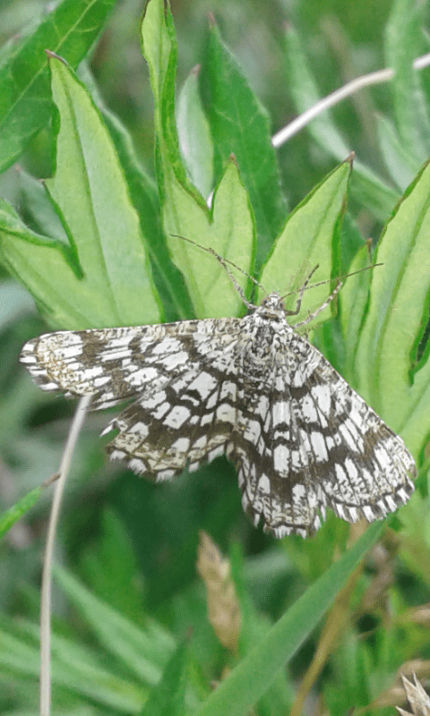 Chiasmia clathrata (Geometridae)?